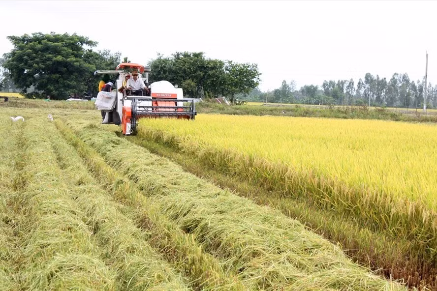 Appliquer les hautes technologies dans la production agricole dans le quadrilatère de Long Xuyen ảnh 1
