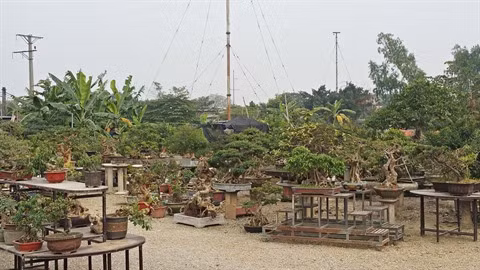 Découvrez l’art du bonsaï dans l’ancien village de Triêu Khuc ảnh 1