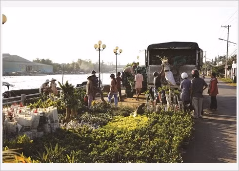 Le village floral de Tân Quy Dông resplendit de couleurs ảnh 3