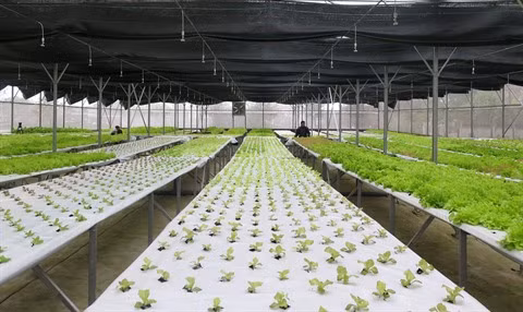 Les entreprises japonaises cherchent à doper leurs exportations agricoles au Vietnam ảnh 3