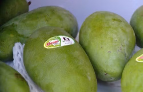 Son La exporte plus de mangues au Royaume-Uni ảnh 1 Son La exporte plus de mangues au Royaume-Uni ảnh 1