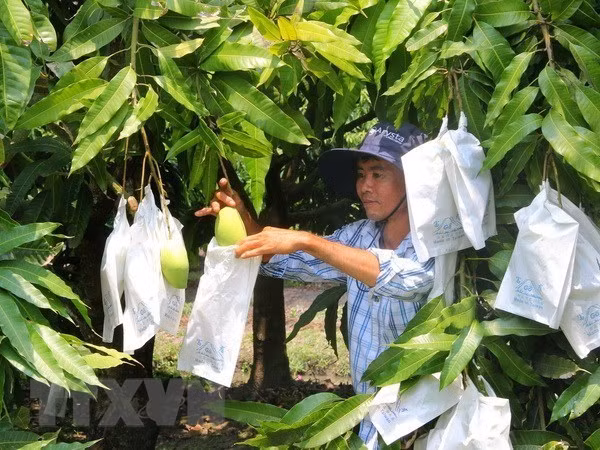Moc Chau vise 400-500 tonnes de mangues exportées en Chine en 2019 ảnh 1