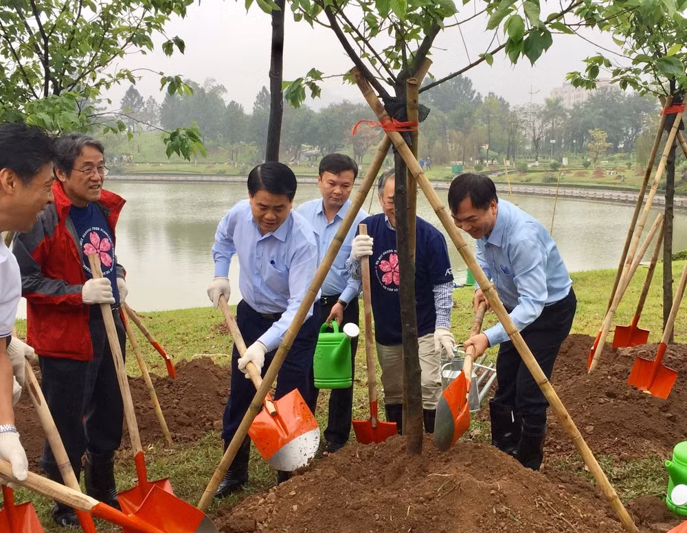 Plantation de 1.000 cerisiers du Japon dans le parc Hoa Binh à Hanoï ảnh 1