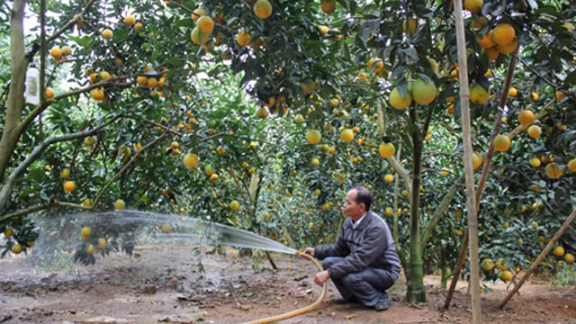 Bac Giang : le district de Luc Ngan veut augmenter les exportations d'agrumes ảnh 1 Bac Giang : le district de Luc Ngan veut augmenter les exportations d'agrumes ảnh 1