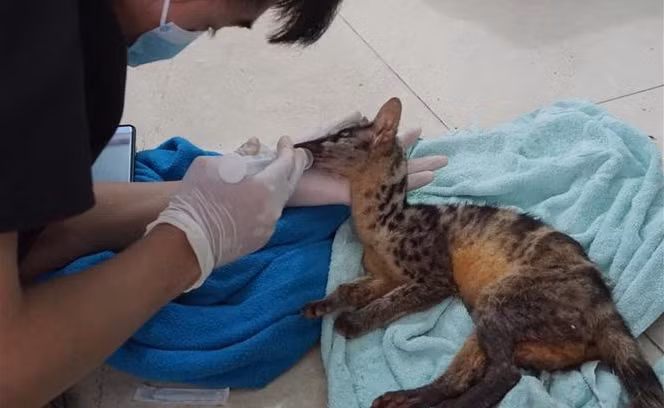 Deux rares civettes palmistes d’Owston sauvées des trafiquants ảnh 2