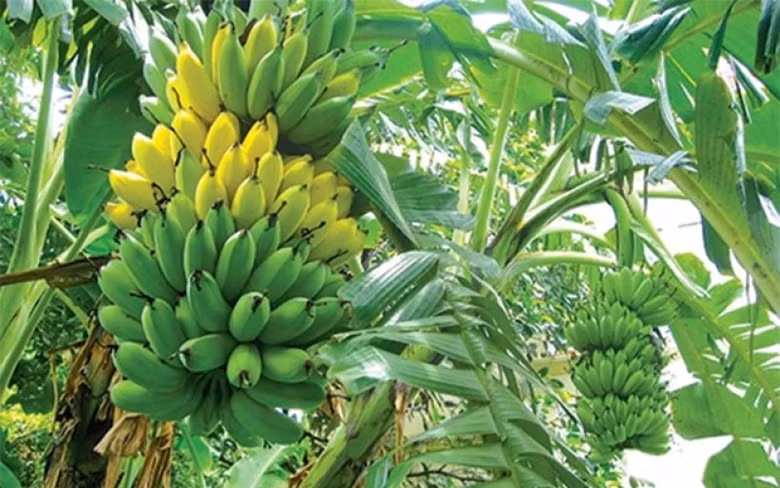 Les bananes du Vietnam de plus en plus prisées au Japon ảnh 2