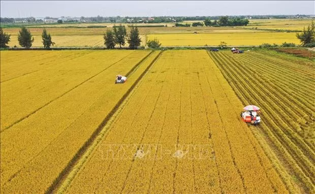 Le Vietnam s’oriente vers une agriculture responsable ảnh 1