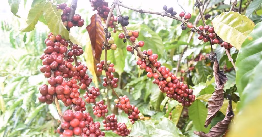 Le libre-échange aide le café vietnamien à renforcer sa présence au Royaume-Uni ảnh 1