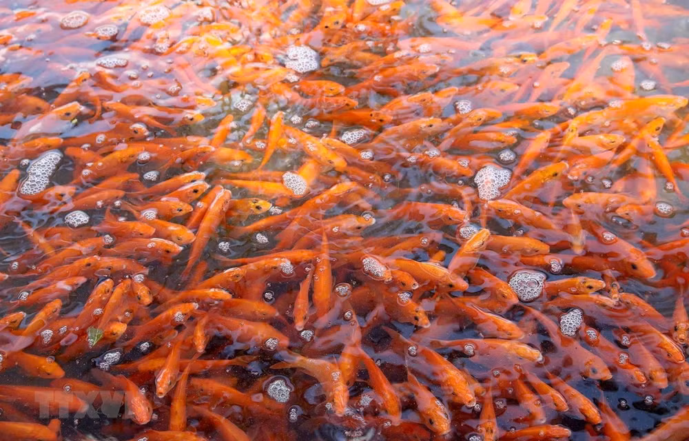 Fête des Génies, une belle tradition des Vietnamiens ảnh 4