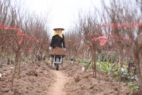 À Hanoï, la culture des kumquats et pêchers est en pleine effervescence ảnh 1