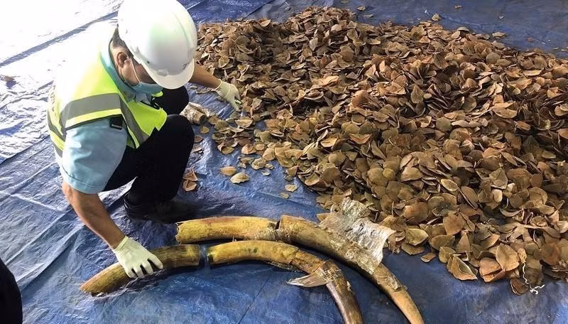 Plus de 6 tonnes d’ivoire et d’écailles de pangolin présumées saisies à Dà Nang ảnh 2