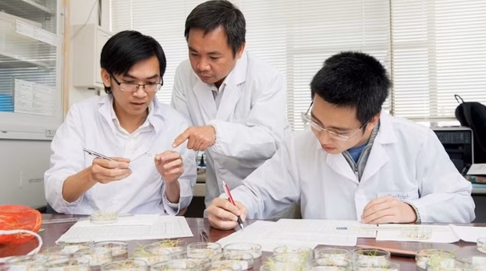 Des scientifiques vietnamiens découvrent des agents anticancéreux à partir de balles de riz ảnh 2