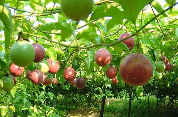 Dak Lak se prépare à exporter le fruit de la passion vers la Chine ảnh 1 Dak Lak se prépare à exporter le fruit de la passion vers la Chine ảnh 1