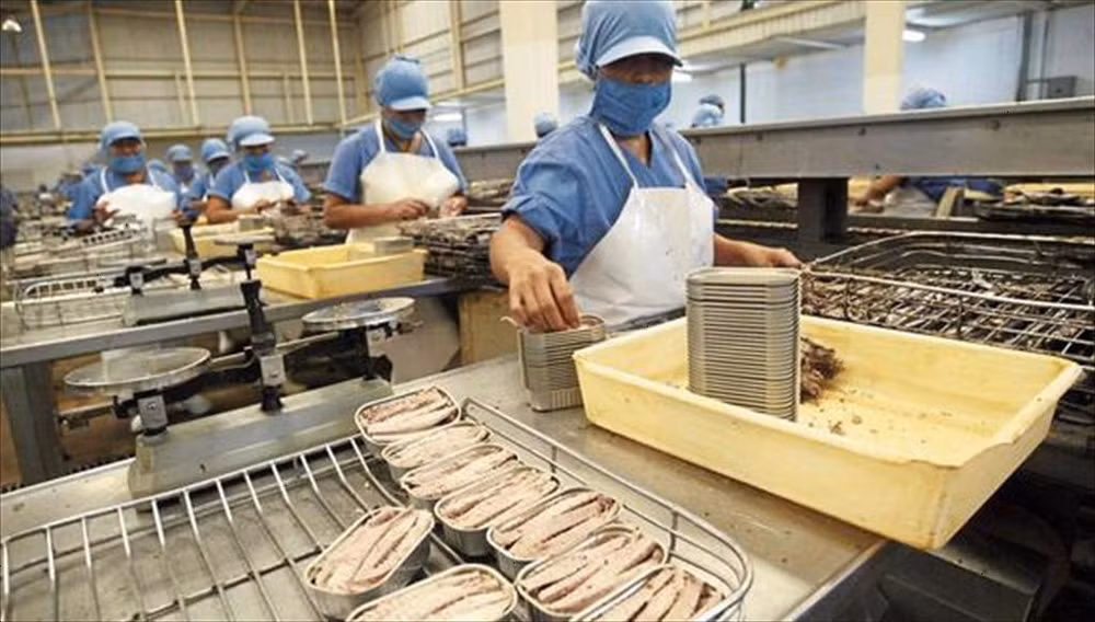 Le thon du Vietnam s’exporte bien vers la France ảnh 2