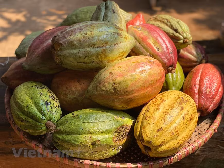 Flâner dans le jardin de cacaoyer à Buon Ma Thuot ảnh 4