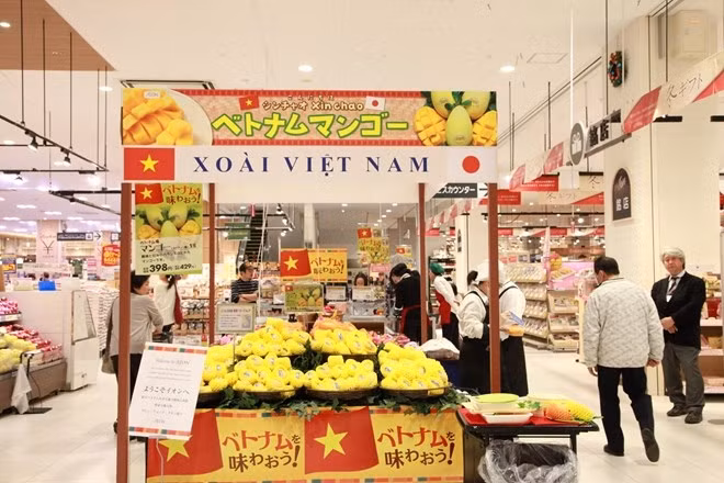 La mangue de Cat Chu est présente au Japon ảnh 1