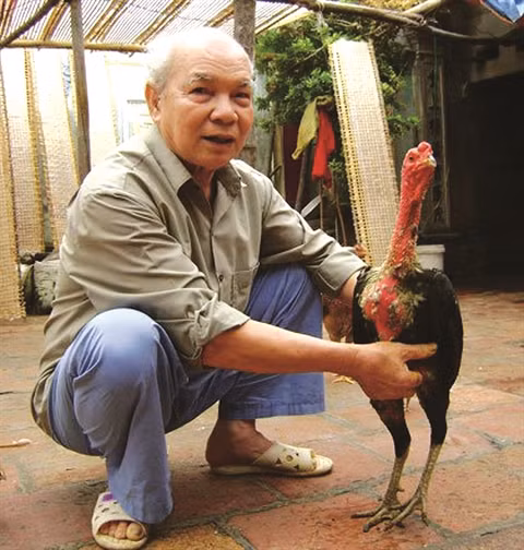 À Thô Hà, le gratin des coqs de combat ảnh 2