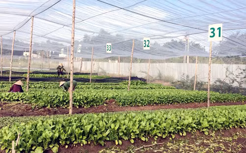 Dong Nai: une ferme de légumes aux normes de l'agriculture bio européennes et américaines ảnh 1