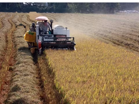 L’agriculture du delta du Mékong face aux changements climatiques ảnh 2