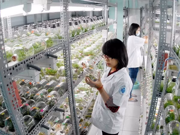 HCM-Ville et Sacramento (Etats-Unis) coopèrent dans la formation du personnel ảnh 1
