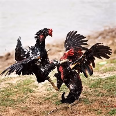 À Thô Hà, le gratin des coqs de combat ảnh 1