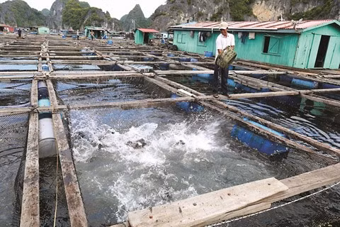 L’économie bleue met le cap sur le développement durable ảnh 2