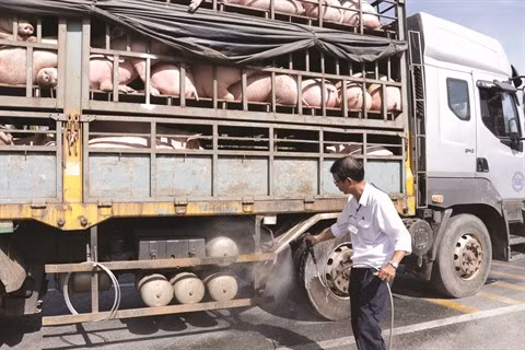 Porc : la peste africaine, un fléau pour la filière ảnh 1