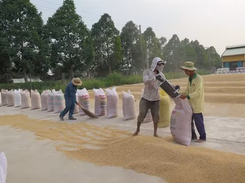 Difficile d’atteindre l’objectif d’export de riz pour 2016 ảnh 1
