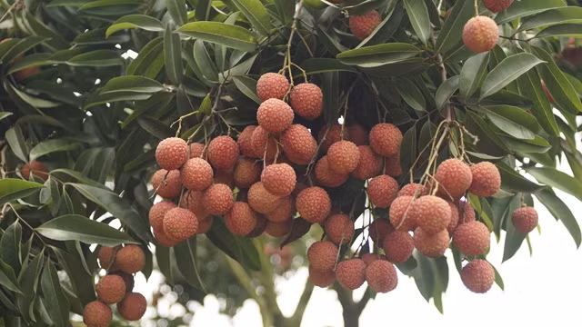 Bac Giang : bientôt la Fête des fruits de Luc Ngan ảnh 1
