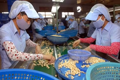 Record d’exportations de noix de cajou en 2016 ảnh 1