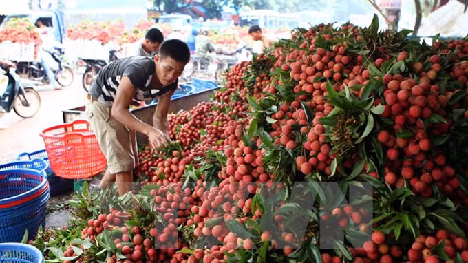 Les fruits frais en tête des exportations vietnamiennes vers le marché chinois ảnh 1