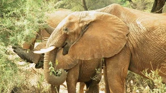Des efforts conjoints ont été demandés pour protéger les derniers éléphants sauvages au Vietnam ảnh 1