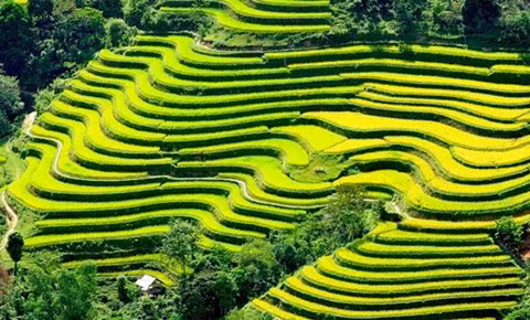 Les rizières en terrasses de Mu Cang Chai à l’honneur ảnh 1