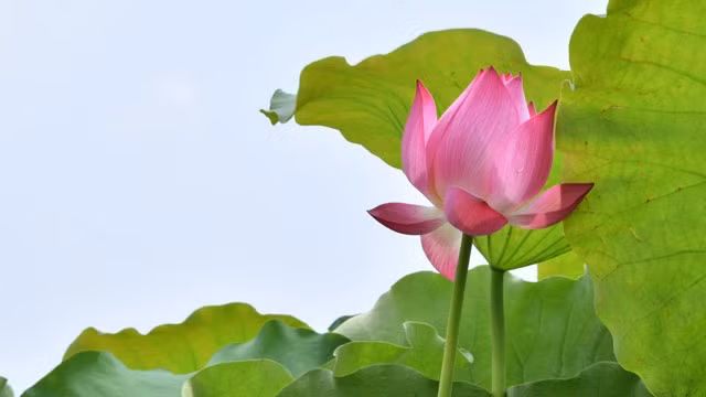 Deux nouveaux timbres postaux pour saluer l’Année de l'APEC-2017 ảnh 1