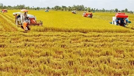 Agriculture : de nombreux privilèges pour encourager les investisseurs étrangers ảnh 1