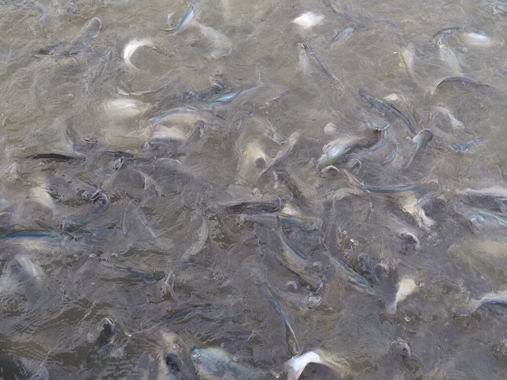 Le Vietnam cherche à améliorer la compétitivité du pangasius ảnh 1