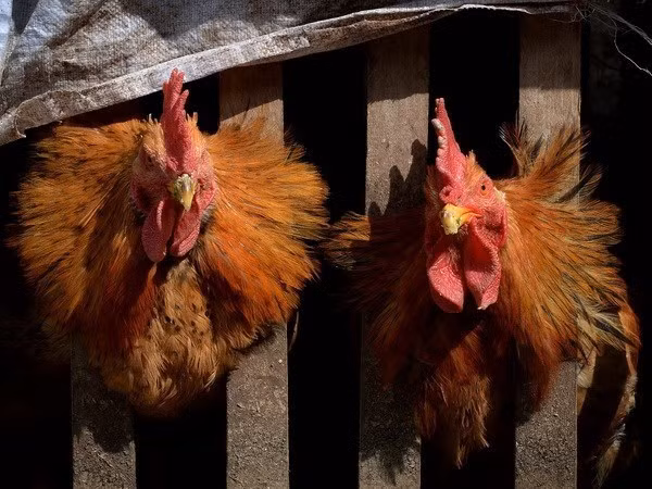  Le Cambodge enregistre un deuxième cas humain de grippe aviaire cette année ảnh 1