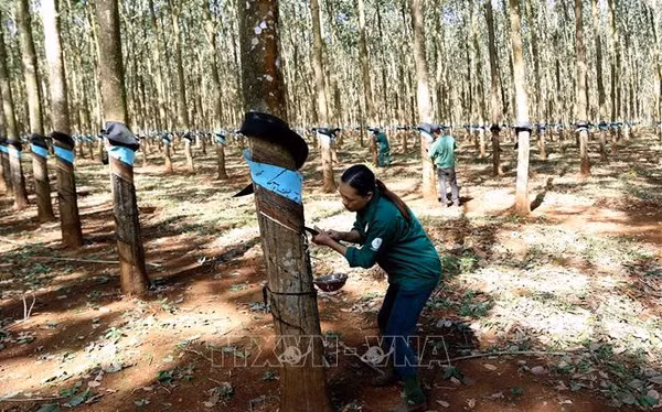 Le groupe vietnamien du caoutchouc vise un bénéfice plus élevé en 2024 ảnh 1