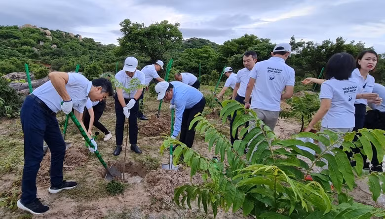 Plantation de 12.000 arbres dans le parc national de Nui Chua ảnh 1
