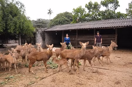 La Nouvelle ruralité et l'établissement des chaînes de production ảnh 1