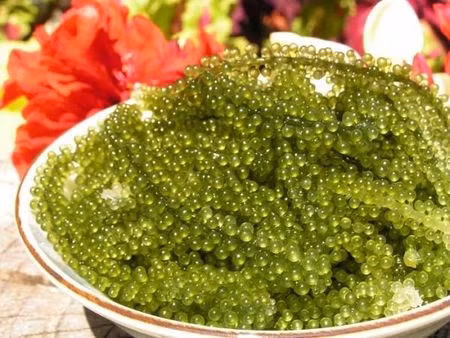 La culture des algues de raisins de mer à Ninh Thuan, un métier rentable ảnh 1