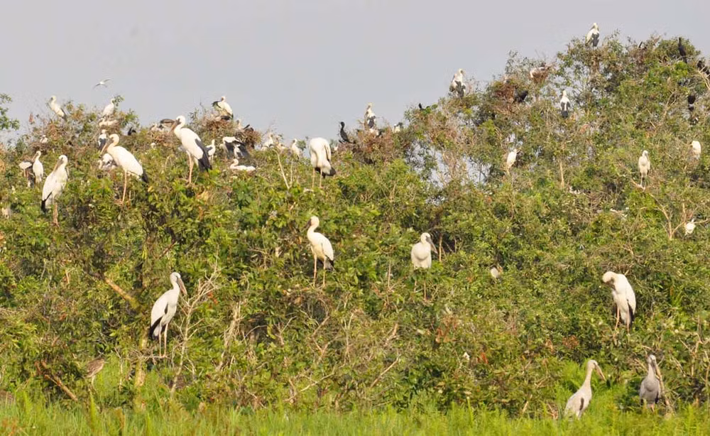 Plantation de 7.000 arbres à la Réserve de zones humides de Lang Sen, à Long An ảnh 1