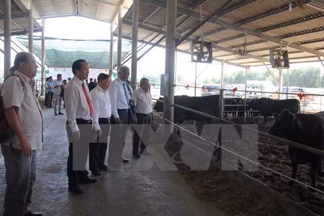 Vietnam et Japon signent un contrat dans l’élevage du bœuf wagyu ảnh 1