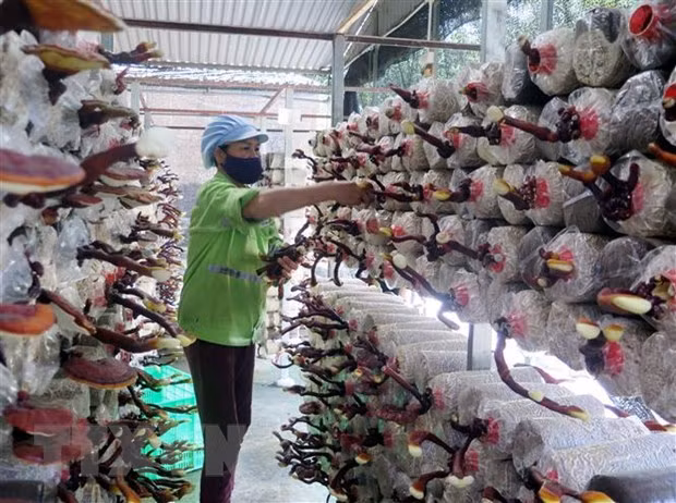 Le Vietnam mise sur l'application des biotechnologies pour le développement durable ảnh 1