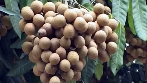 Le longane Edor de Dông Thap accède au marché sud-coréen ảnh 1