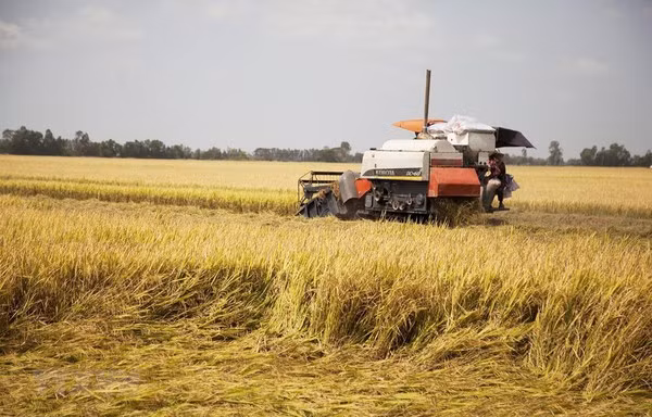 Les prix du riz à l'exportation explosent ảnh 1