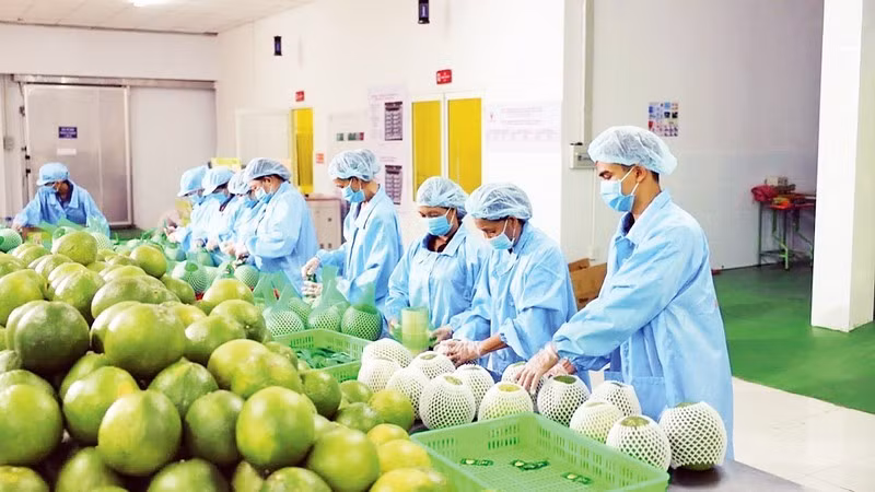 Promotion de l'exportation des produits agricoles du Vietnam vers l'Europe ảnh 1