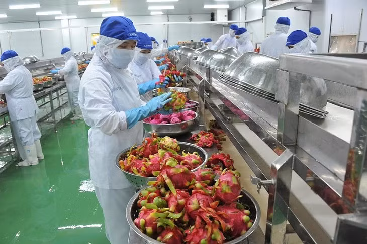 Exportation de légumes: le Vietnam enregistre un chiffre d’affaires de 2,8 milliards de dollars en 6 mois ảnh 1