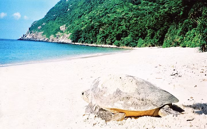 Un séminaire national sur la conservation des tortues marines à Ba Ria - Vung Tau ảnh 1