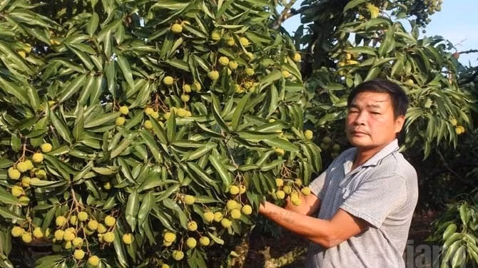 Premier lot de litchis frais vietnamiens exporté aux États-Unis en 2016 ảnh 1